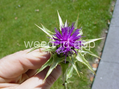 milkthistle, blessed